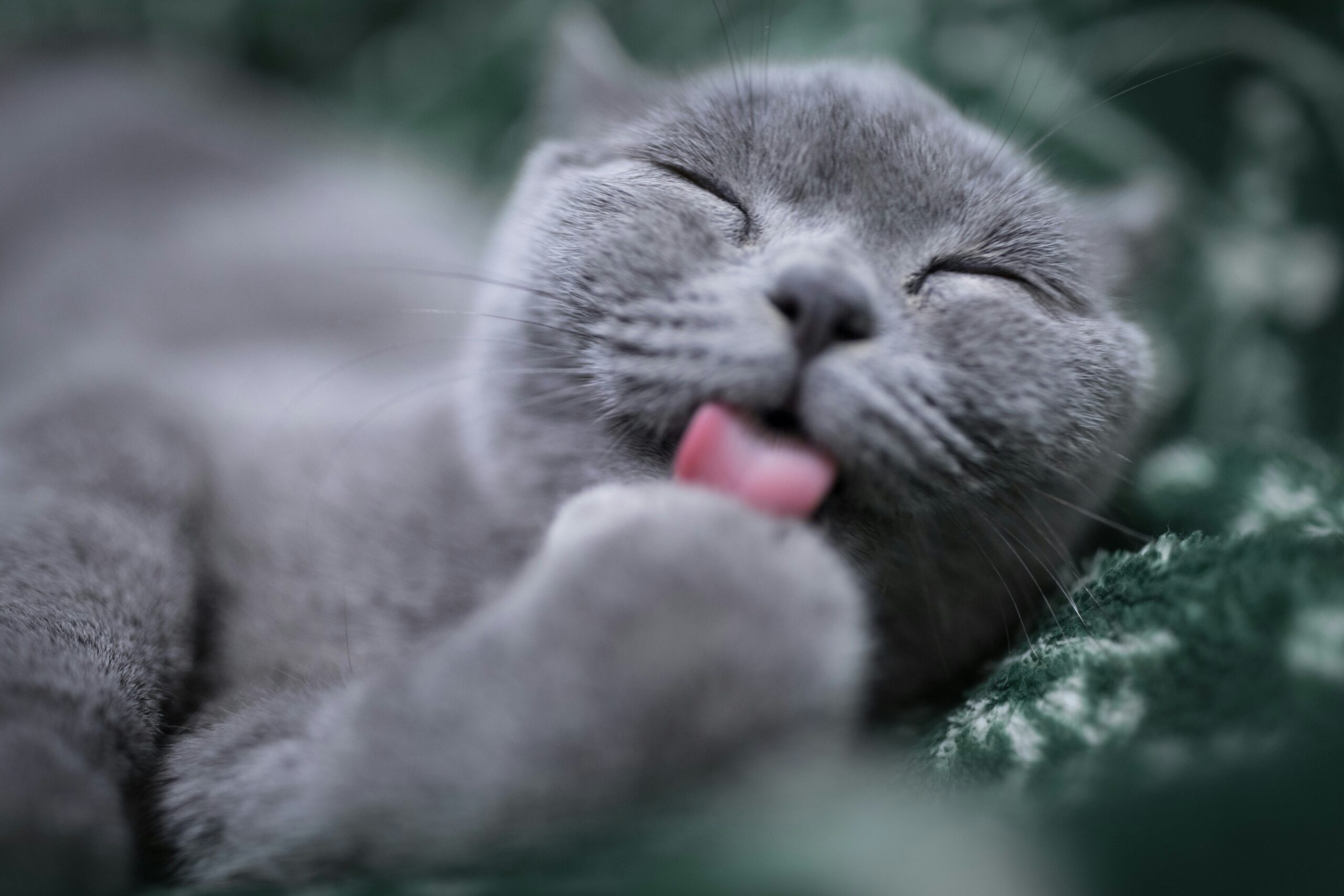 Why Does My Cat Lick Me? 11 Amazing Reasons Every Cat Owner Should Know