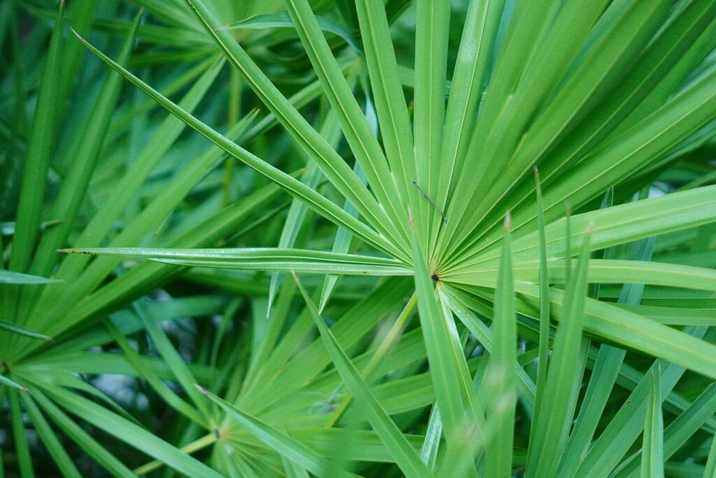 Saw Palmetto Para Que Sirve covering traditional uses, prostate health, urinary symptoms, hair applications, research evidence, interactions, and safety risks.