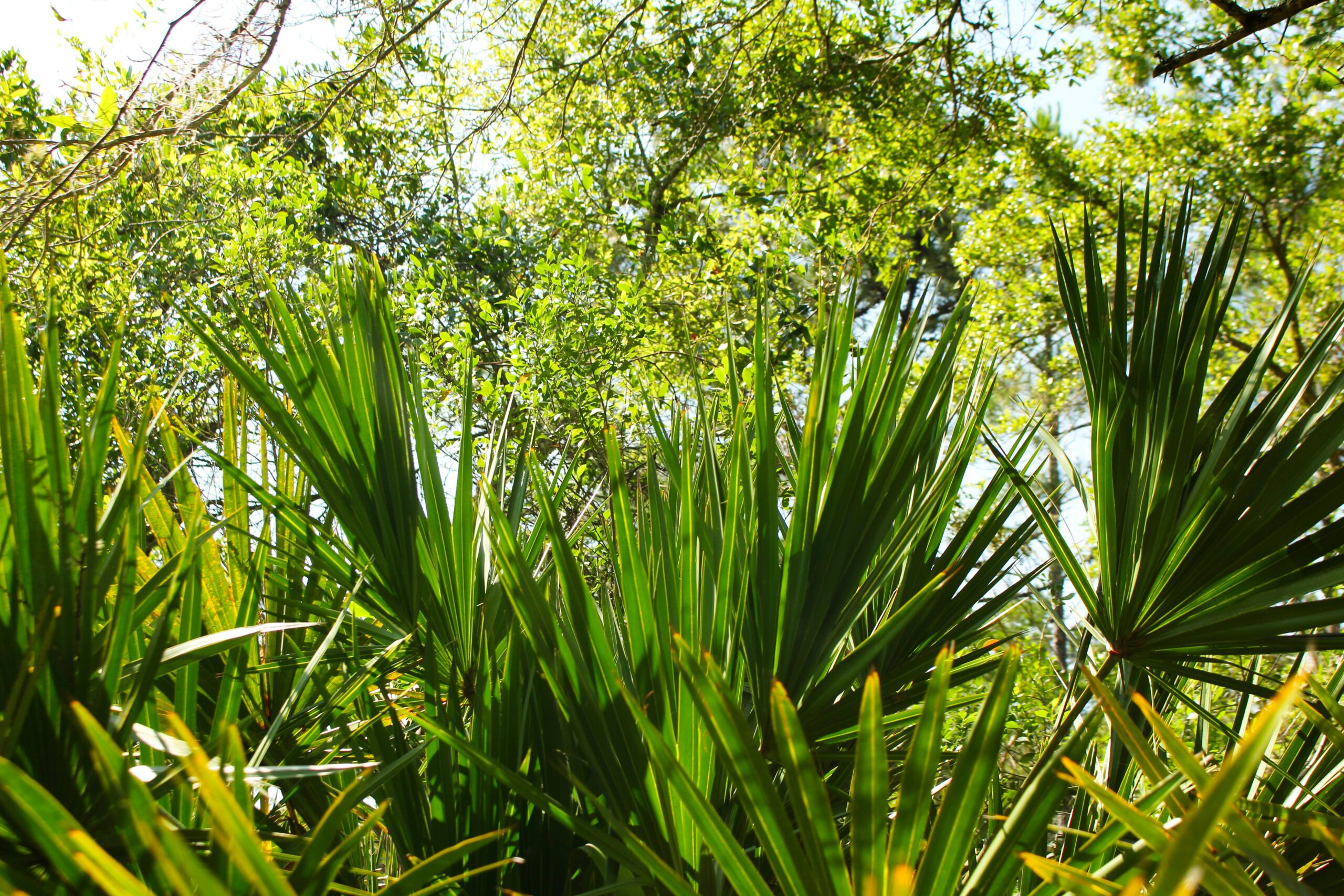 Saw Palmetto Para Que Sirve: Amazing Benefits, Uses, Evidence & Risks