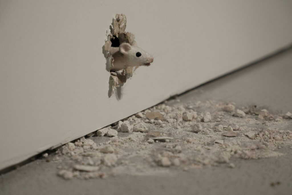 Mice inside walls
