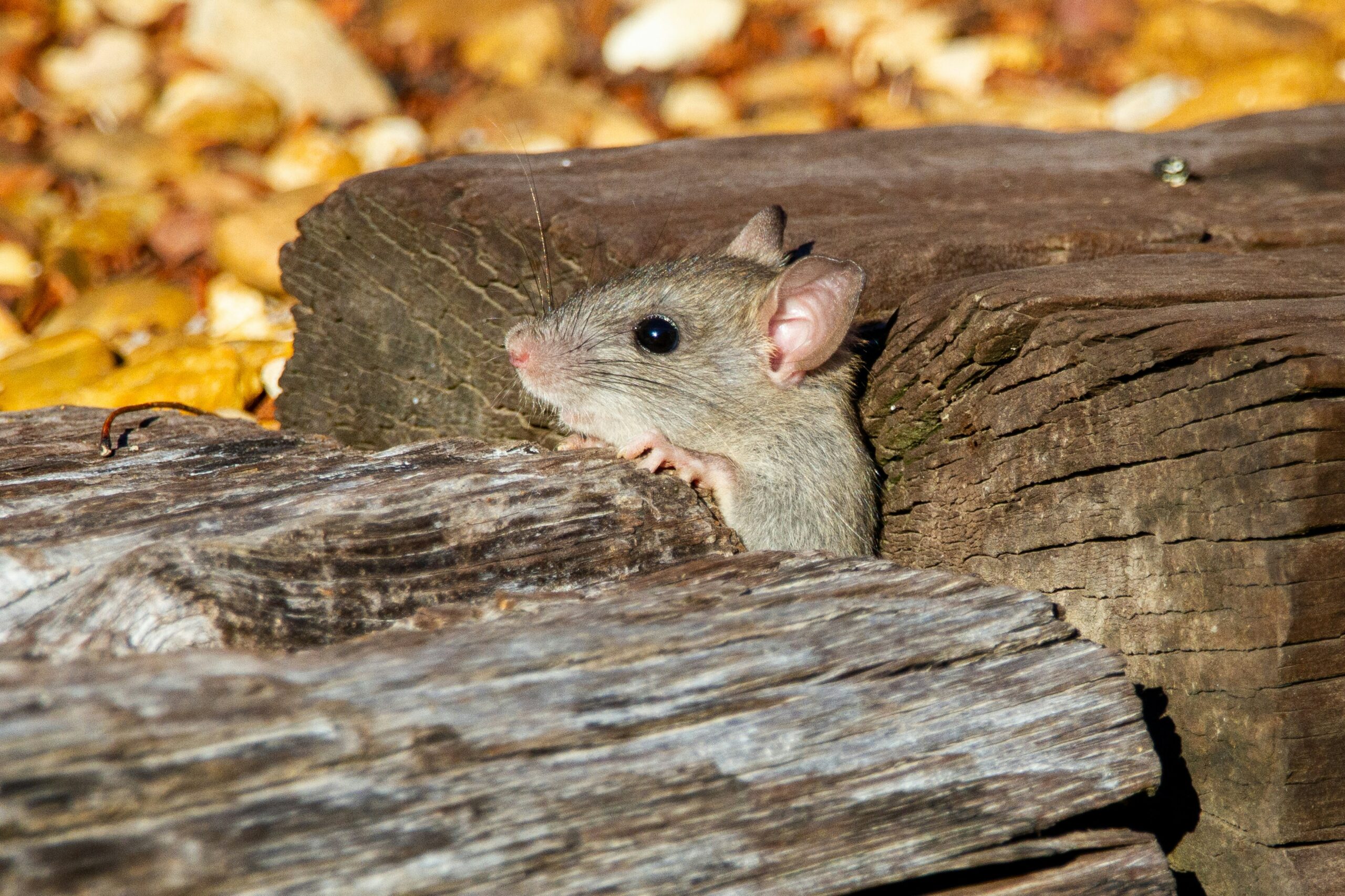How to Get Mice Out of Walls: 7 Proven Steps to Remove and Prevent Them